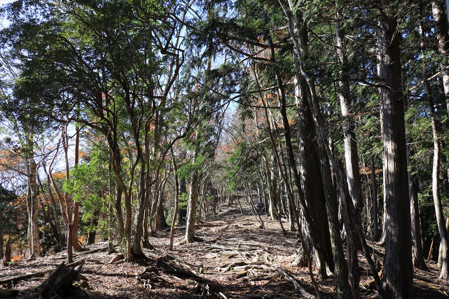 小和谷 分岐 登山道 尾鷲道 台高山脈