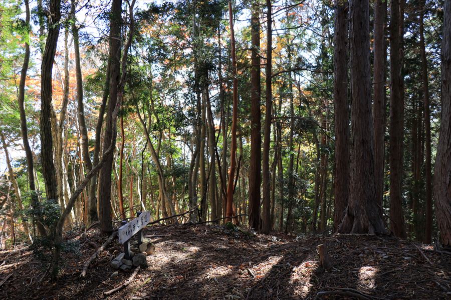 小和谷 分岐 登山道 尾鷲道 台高山脈 樹林帯