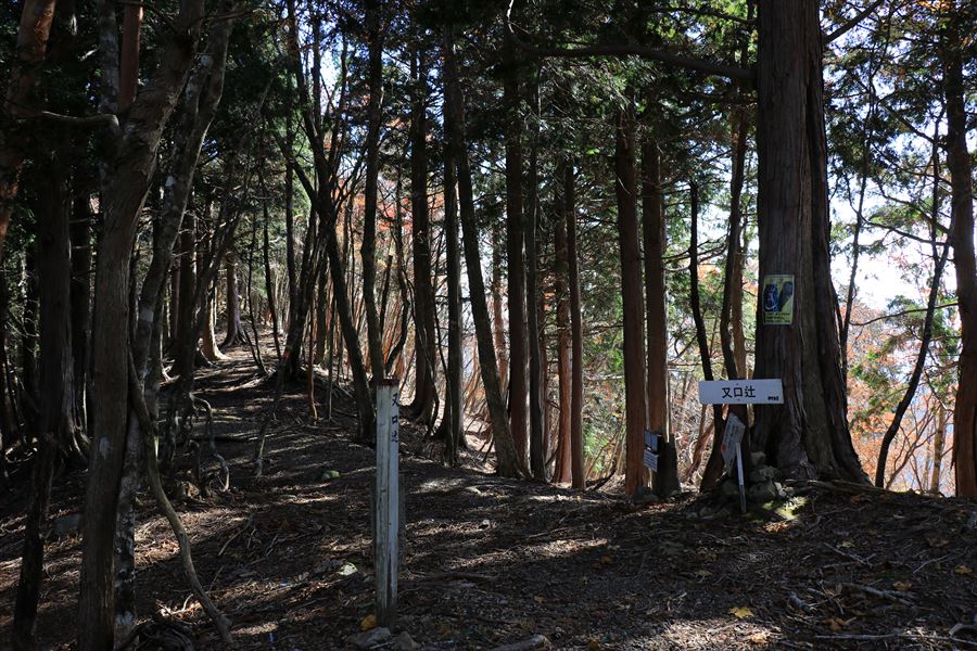 又口辻 尾鷲道 台高山脈 樹林帯