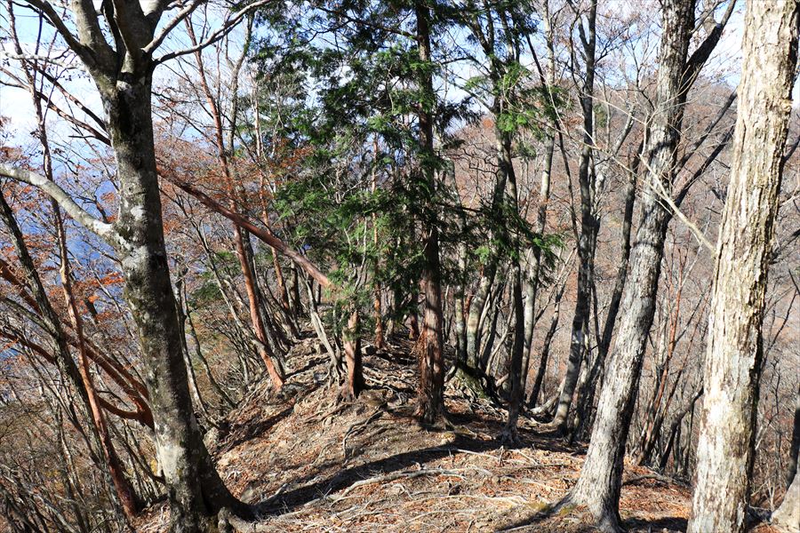 龍辻山 中ノ嶺 登山道 下り坂 尾鷲道 台高山脈