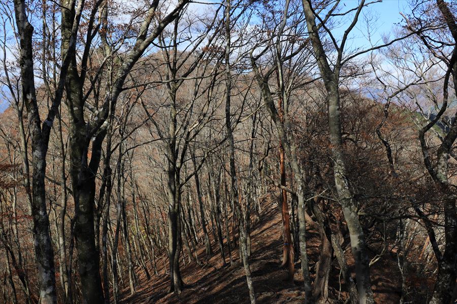 龍辻山 中ノ嶺 登山道 下り坂 樹林帯 尾鷲道 台高山脈