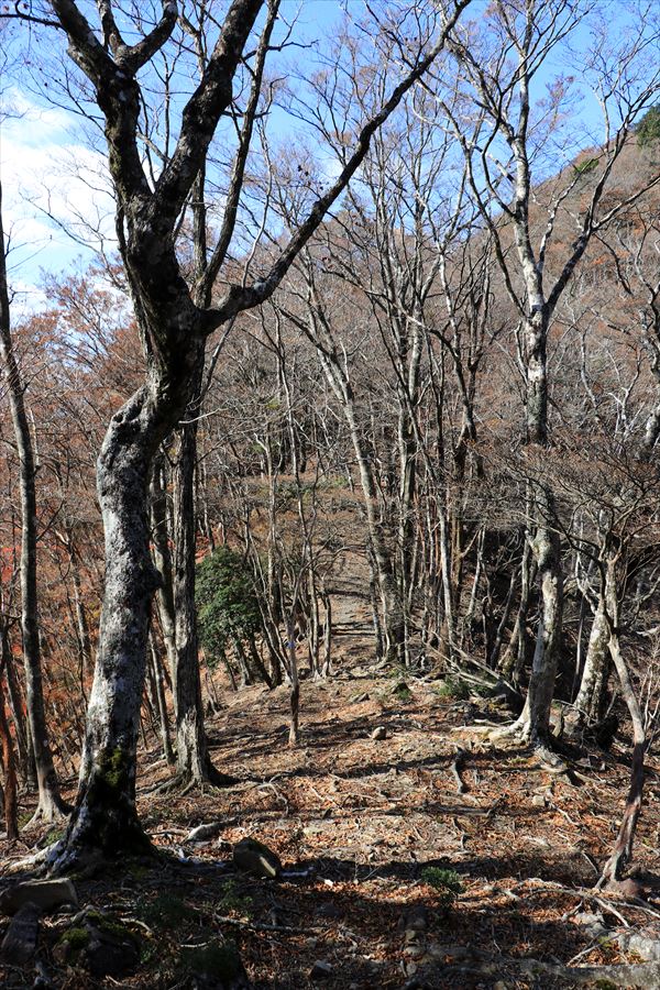 龍辻山 中ノ嶺 登山道 バリエーションルート 尾鷲道 台高山脈