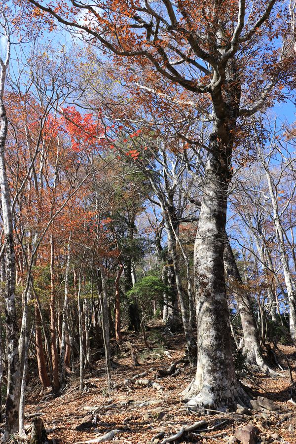 龍辻山 中ノ嶺 登山道 紅葉 バリエーションルート 尾鷲道 台高山脈