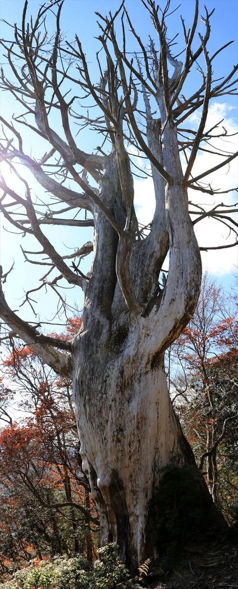 龍辻山 中ノ嶺 巨木(大樹) 尾鷲道 台高山脈