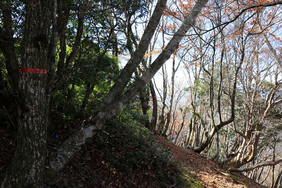 中ノ嶺 山頂 トラバース 尾鷲道 台高山脈