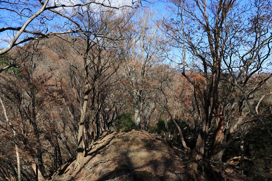 中ノ嶺 新木組峠 登山道 樹林帯 尾鷲道 台高山脈
