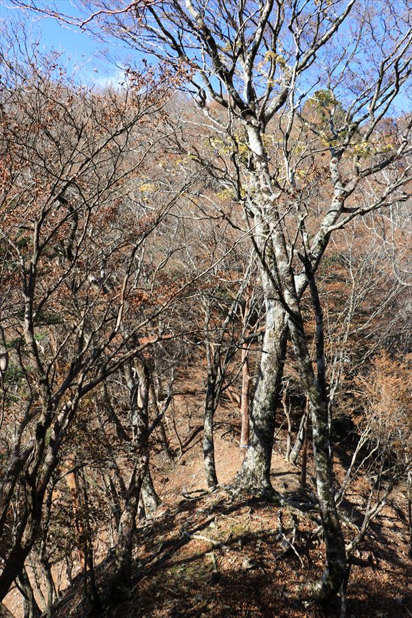 中ノ嶺 1300mピーク 鞍部 尾鷲道 台高山脈