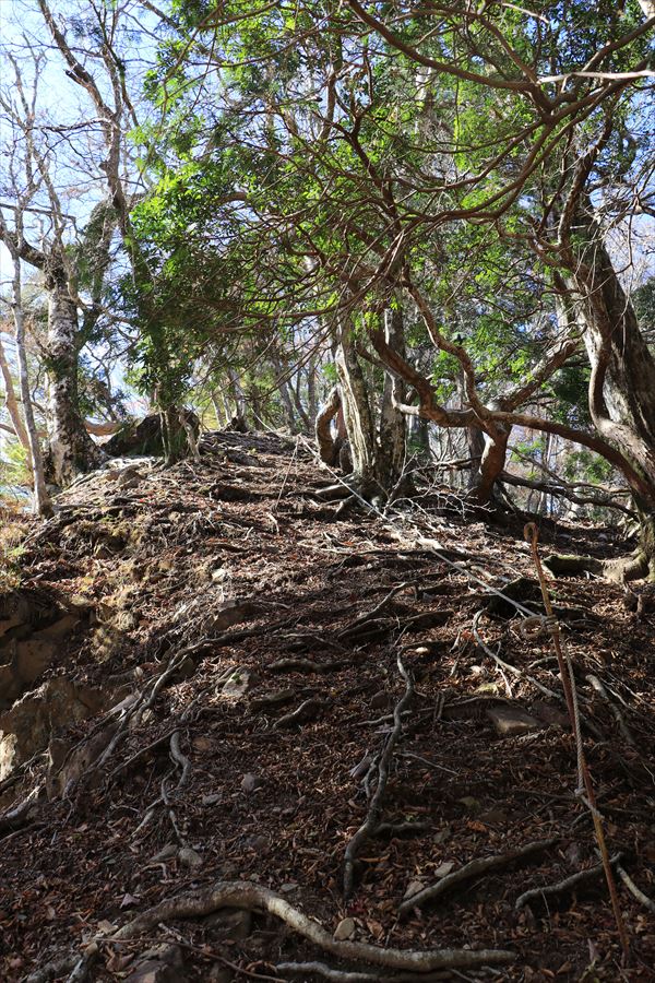 中ノ嶺 新木組峠 急登 ロープ 登山道 尾鷲道 台高山脈
