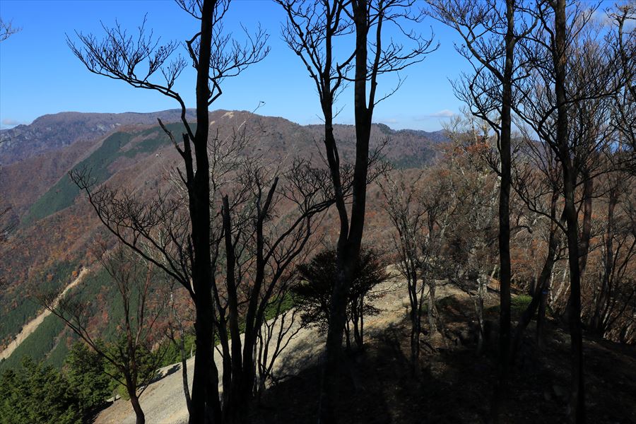 1300mピーク 尾鷲道 台高山脈 樹間