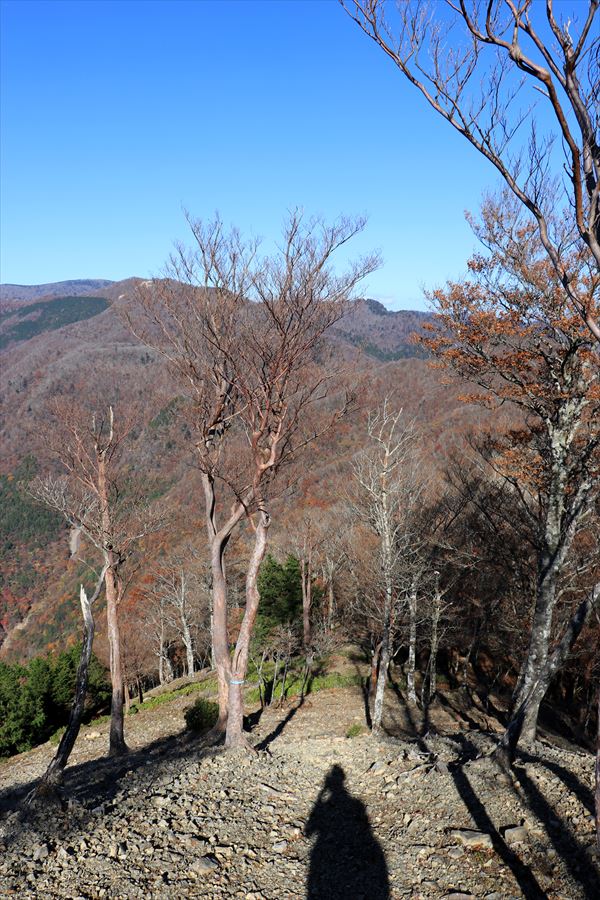 新木組峠 下り坂 尾鷲道 台高山脈