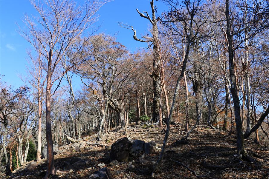 新木組峠 登り 尾鷲道 台高山脈