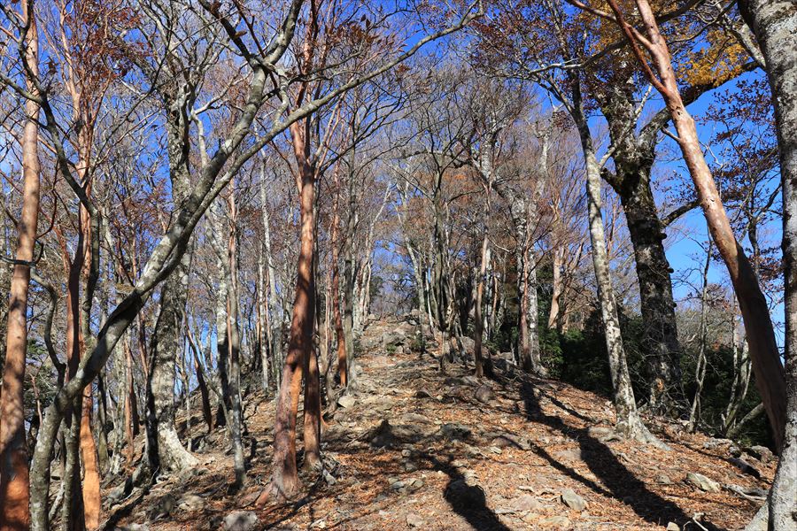 新木組峠 樹林帯 緩やかな尾根 尾鷲道 台高山脈