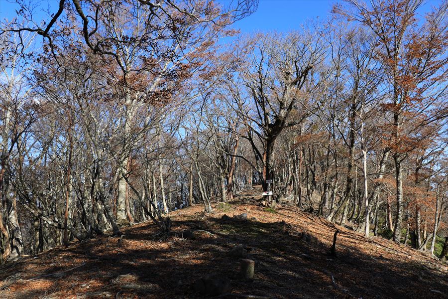 新木組峠 樹林帯 平坦な尾根 尾鷲道 台高山脈