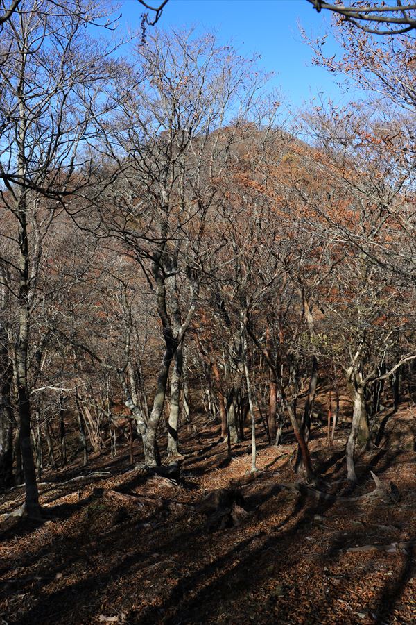 木組峠 稜線分岐 下り坂 尾鷲道 台高山脈