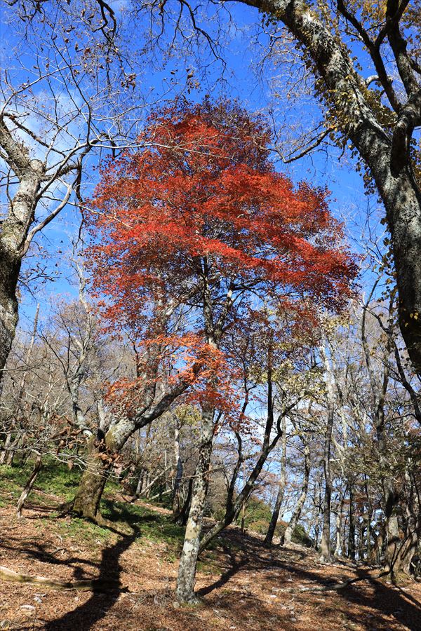木組峠 紅葉 尾鷲道 台高山脈