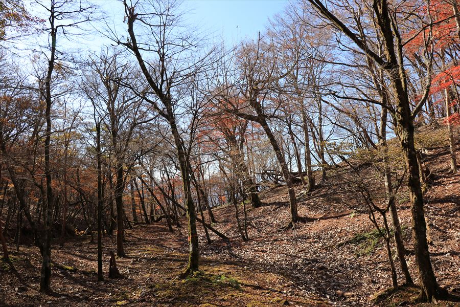 木組峠 樹林帯 登山道 尾鷲道 台高山脈
