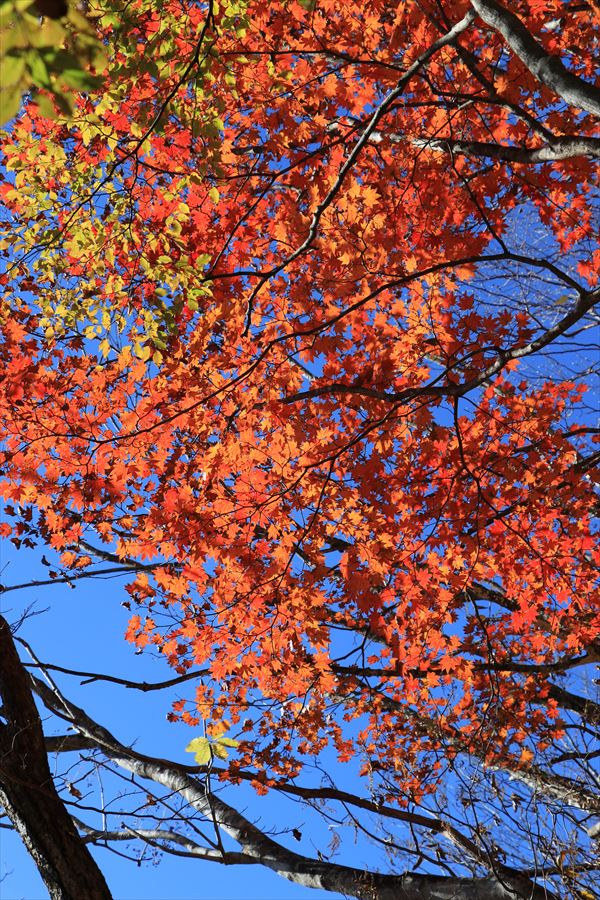 木組峠 紅葉 晩秋 尾鷲道 台高山脈