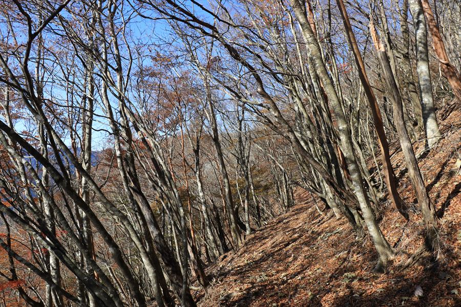 木組峠 マブシ嶺 トラバース 登山道 尾鷲道 台高山脈