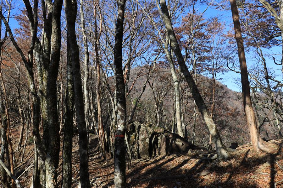 木組峠 マブシ嶺 尾根 登山道 尾鷲道 台高山脈