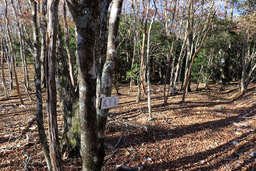 木組峠 マブシ嶺 登山道 標識 尾鷲道 台高山脈