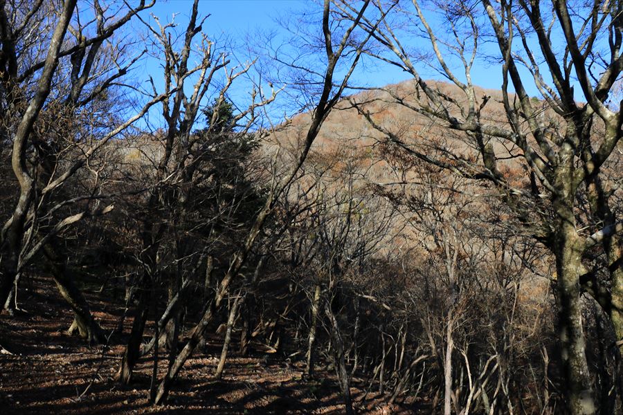 木組峠 マブシ嶺 樹林帯 青空 尾鷲道 台高山脈