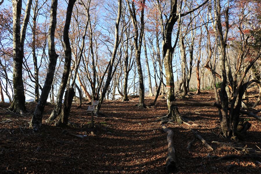 木組峠 マブシ嶺 登り坂 尾鷲道 台高山脈