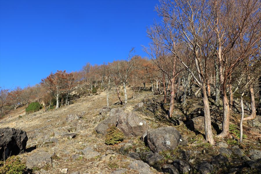 木組峠 マブシ嶺 急登 尾鷲道 台高山脈