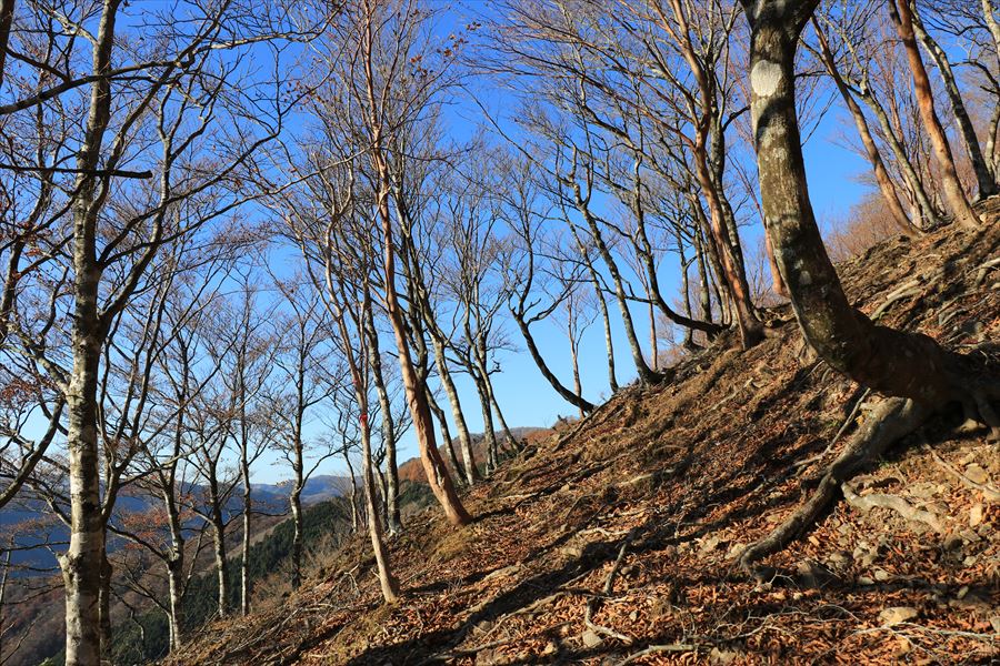 木組峠 マブシ嶺 急登 トラバース 尾鷲道 台高山脈