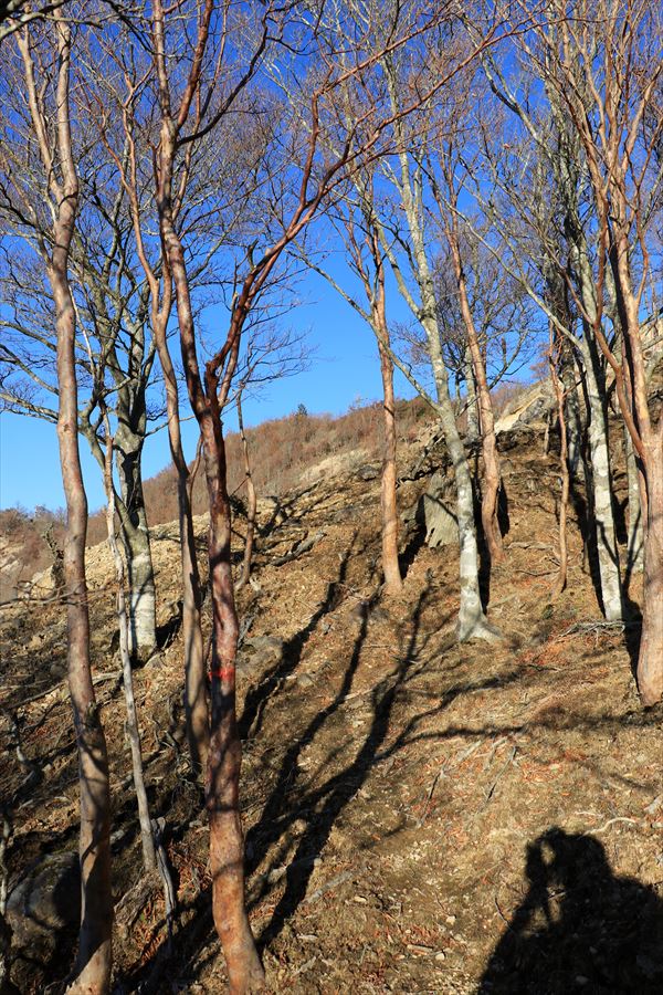 木組峠 マブシ嶺 急登 樹林帯 尾鷲道 台高山脈