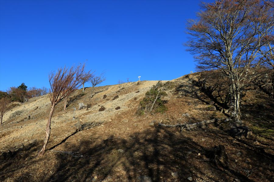 木組峠 マブシ嶺 山頂直下 尾鷲道 台高山脈