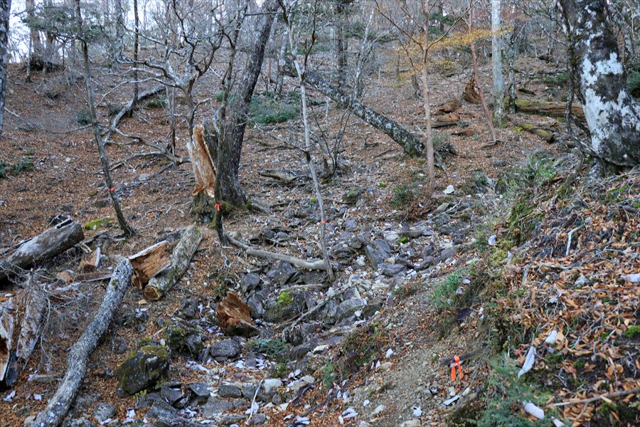 雷峠 登山道 テープ 尾鷲道 台高山脈