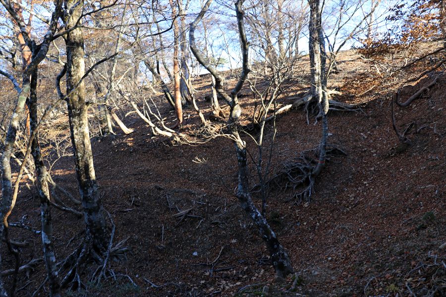 雷峠 登山道 トラバース 尾鷲道 台高山脈