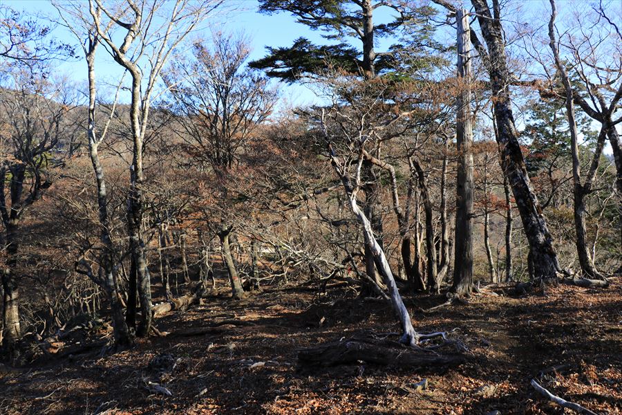 雷峠 登山道 尾根 樹林帯 尾鷲道 台高山脈
