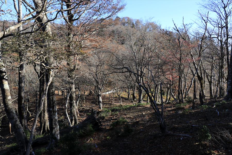 堂倉山 雷峠 尾根 樹林帯 尾鷲道 台高山脈