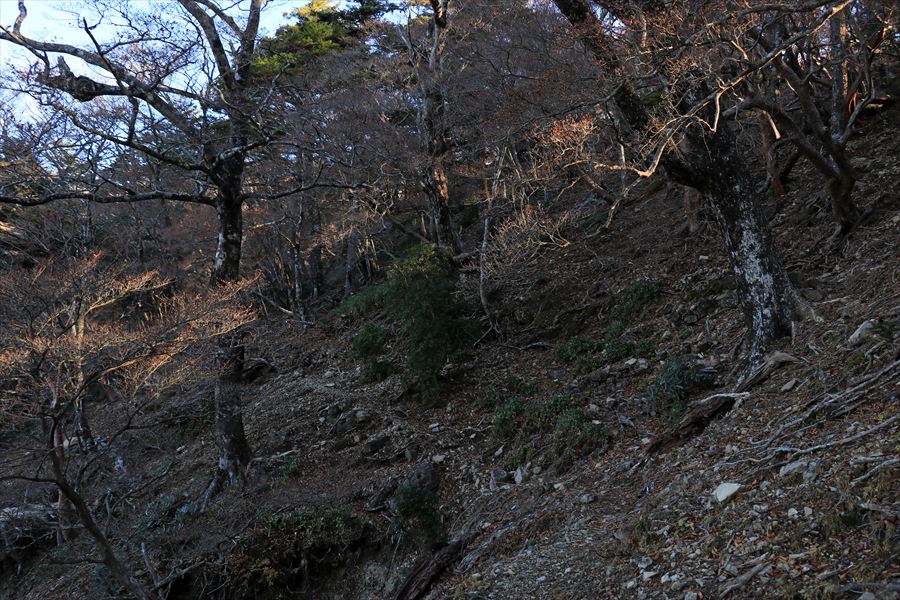 堂倉山 雷峠 トラバース 樹林帯 尾鷲道 台高山脈