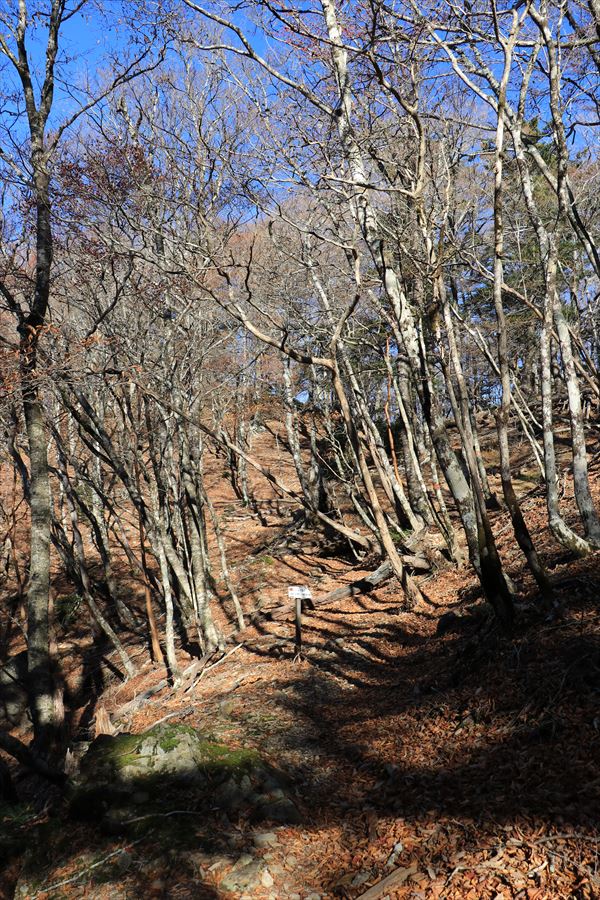 堂倉山 雷峠 急登 看板 尾鷲道 台高山脈