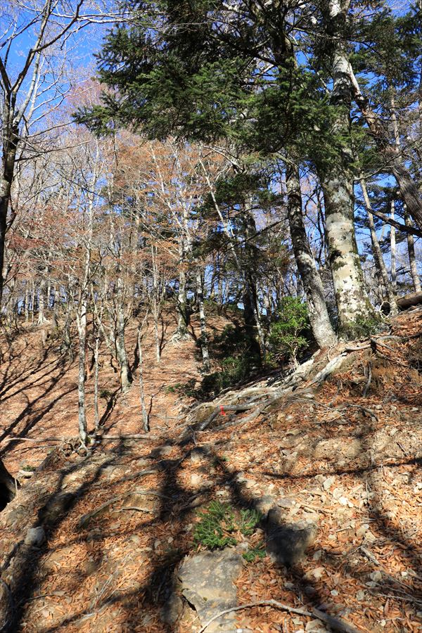 堂倉山 雷峠 急登 テープ 尾鷲道 台高山脈