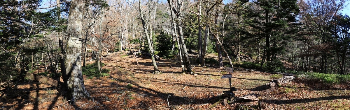 白サコ 堂倉山 広場 樹林帯 尾鷲道 台高山脈