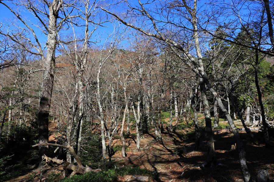 白サコ 堂倉山 尾根 尾鷲道 台高山脈