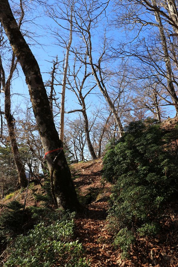 尾鷲辻 堂倉山 登り 尾鷲道 台高山脈