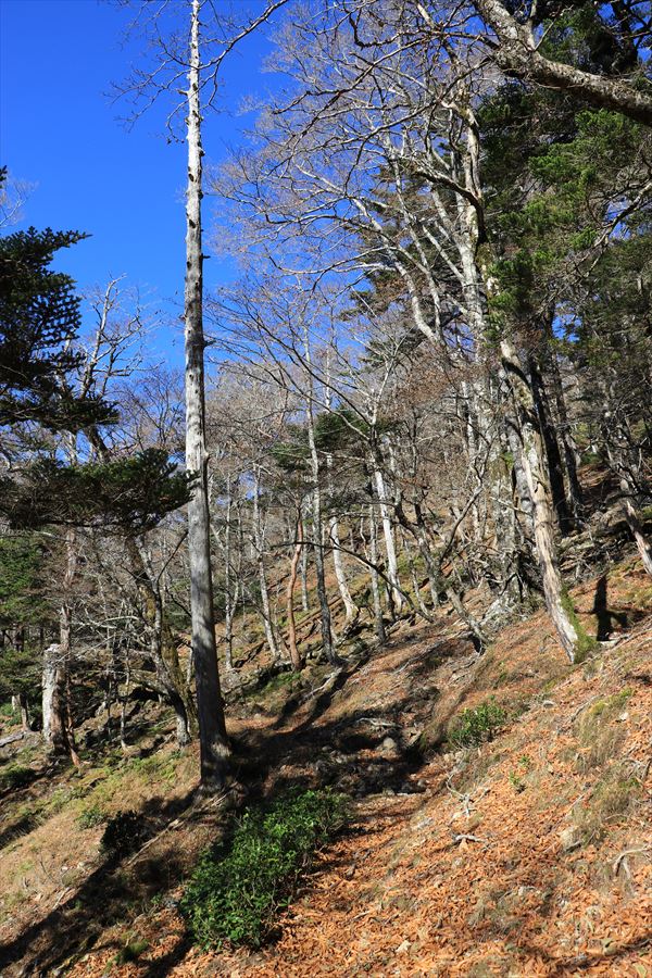 尾鷲辻 堂倉山 トラバース 尾鷲道 台高山脈