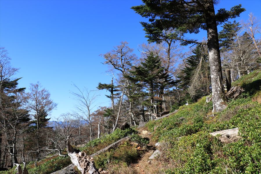 尾鷲辻 堂倉山 登り 尾鷲道 台高山脈 大台ヶ原