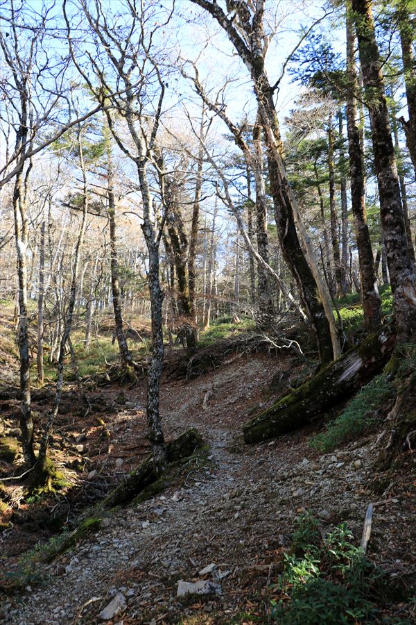 尾鷲辻 堂倉山 樹林帯 尾鷲道 台高山脈 大台ヶ原