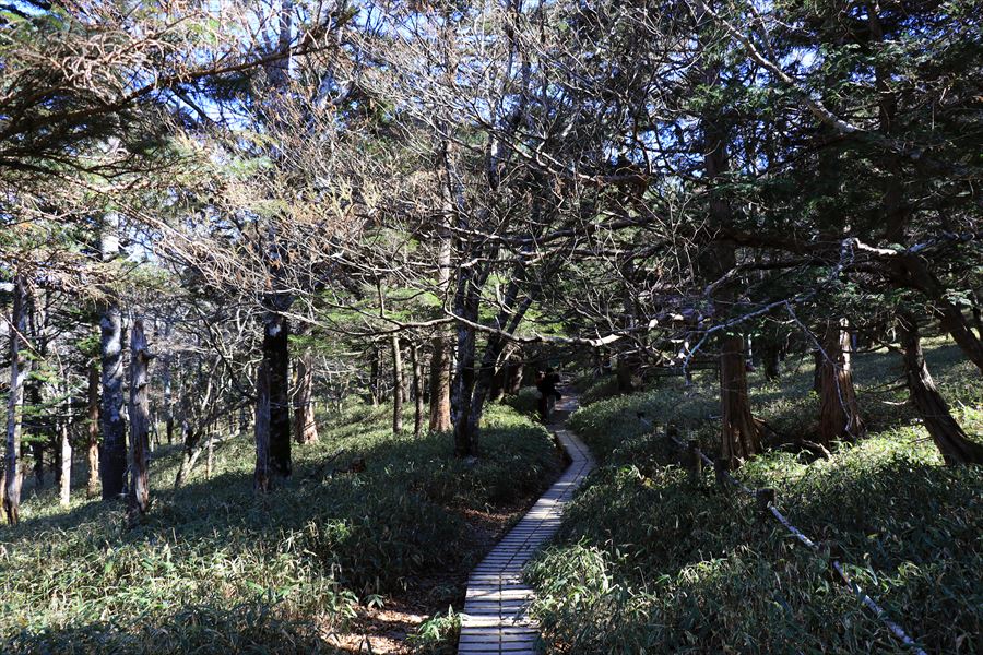 尾鷲辻 登山道 木道 樹林帯 台高山脈 大台ヶ原