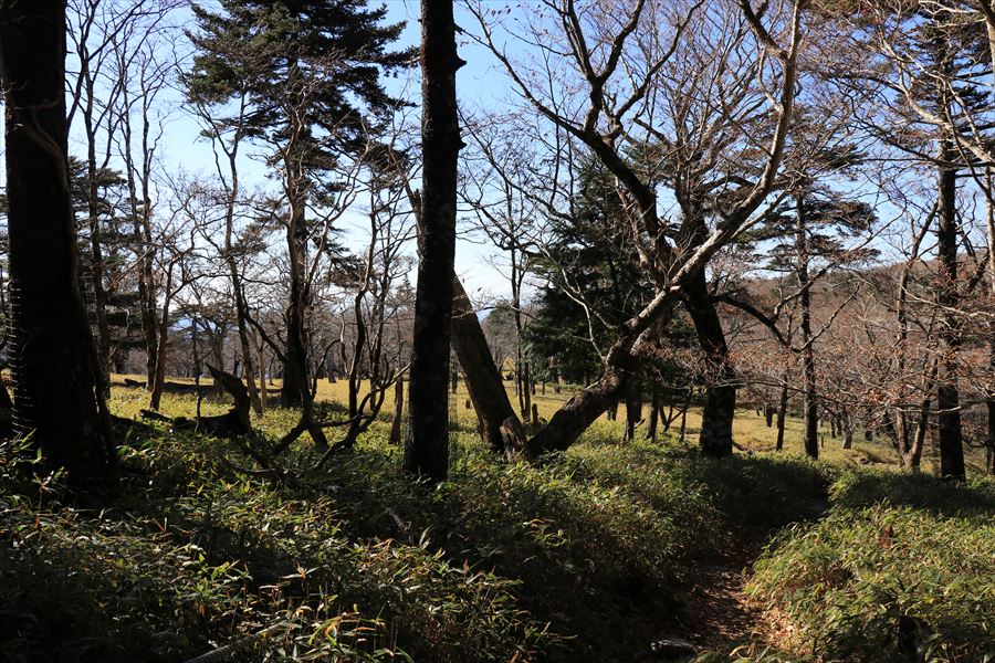 尾鷲辻 牛石ヶ原 登山道 疎林 台高山脈 大台ヶ原