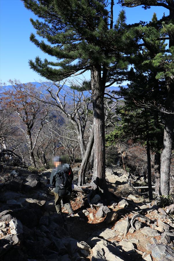 大蛇嵓 登山道 急坂 台高山脈 大台ヶ原