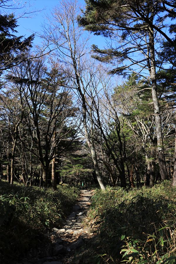尾鷲辻 正木ヶ原 登り坂 台高山脈 大台ヶ原