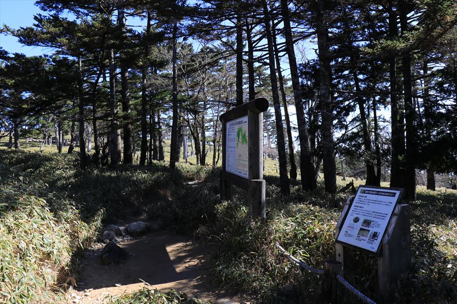 正木ヶ原 登山道 樹林帯 台高山脈 大台ヶ原
