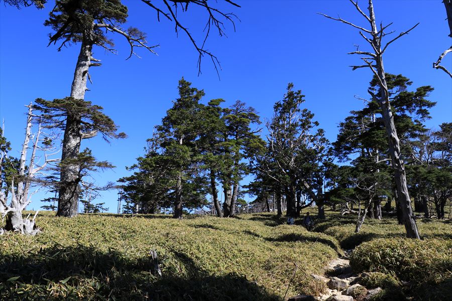正木ヶ原 登山道 疎林 台高山脈 大台ヶ原