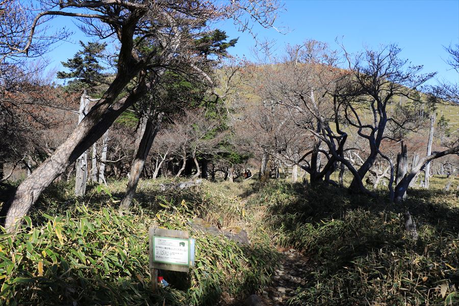 正木ヶ原 登山道 熊注意看板 台高山脈 大台ヶ原